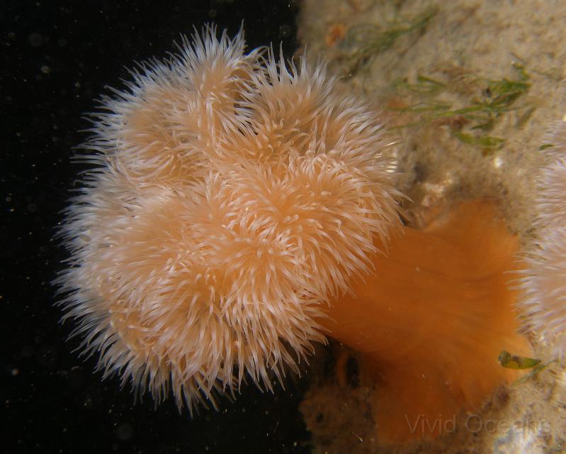 PA076904.JPG - The Plumose anemones - Metridium senile - were as perfect as usual