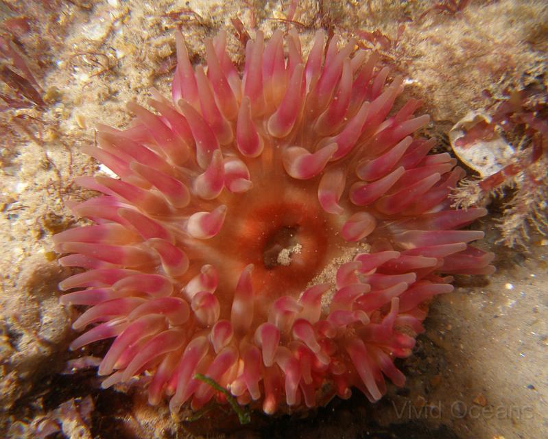 PA076930.JPG - Dahlia anemones always spoil their appearance by doing something disgusting - I suppose having only one dual purpose opening would make dinner parties a nervous affair for them