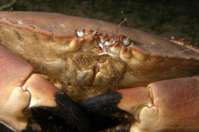 PA076964.JPG - An edible crab twiddles its thumbs - after making an awful faux pas