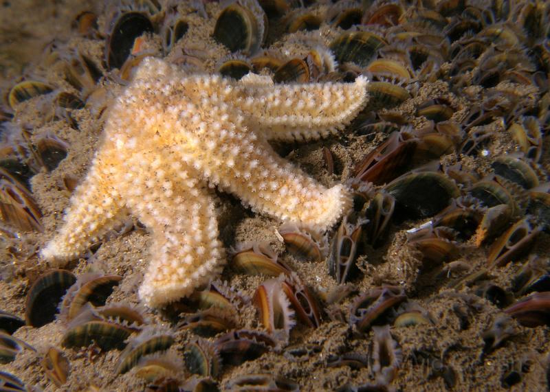 PA076965.JPG - Common Starfish - Asterias rubens - share the anemone's lack of choice when it comes to social interaction, but at least this rendezvous with a mussel is going on undercover