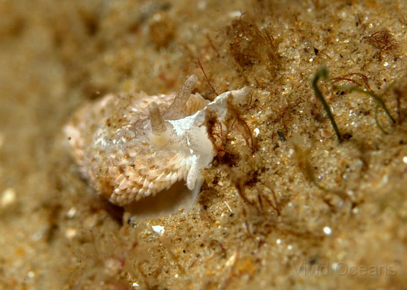 RS071055.JPG - Slug numbers were down but we stil saw this - Aeolidia papillosa