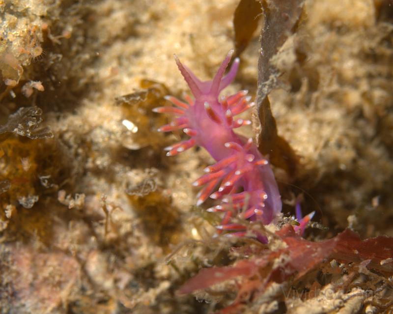 RS071059.JPG - and there were a few Flabellina pedatas marching around too