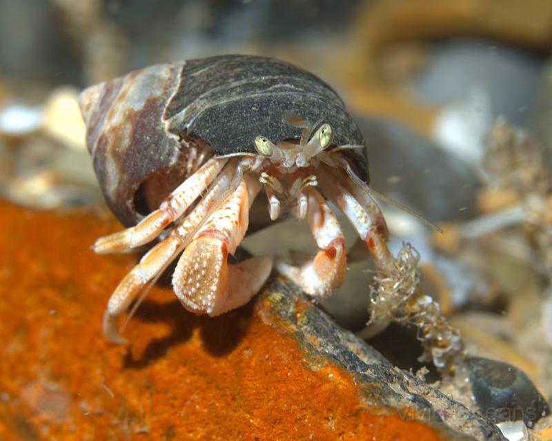 RS071093.JPG - The Hermit crabs - Pagarus Spp. - weren't quite as numerous as before, which was annoying as we'd told everyone you couldn't move for them