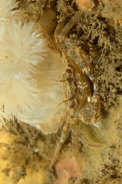 RS071098.JPG - After a while we decided this small speckled swimming crab was most likely a juvenile Velvet swimmer because of his red eyes - any other suggestions?