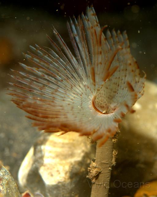 RS071108.JPG - The Sabella pavonina - Peacock fanworms have got bigger and better over the summer - at their largest in some of the small enclosed areas of the wreck where they grow in goups like a stand of Crysanthemums. About 300mm tall and 100mm across