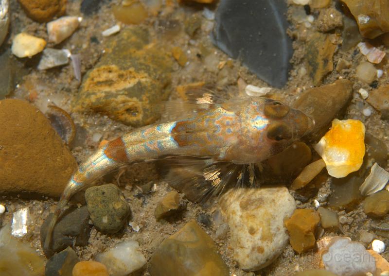 RS071110.JPG - This small Common Dragonet - Callionymus lyra - didn't hang around for a better photo