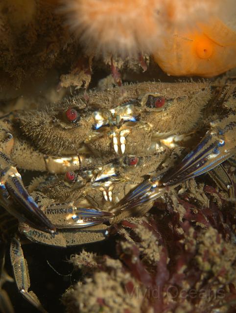 RS071113.JPG - Sexy Velvet crabs looking for some privacy... 'oh Britney you have such lovely bright red eyes' - 'Oh Justin, I bet you say that to all the crabs' - 'Yes Britney I do because you all do'