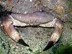 An edible crab supporting a large rock
