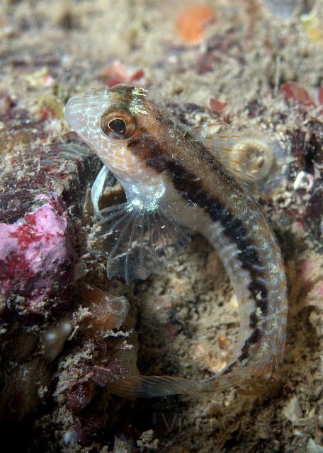 DW241407.jpg - A Striped Blenny, normally a Mediteranean fish but as nosey as a Tompot