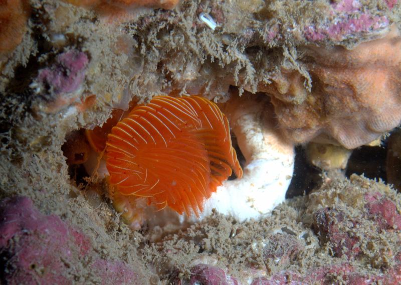 DW2500581.jpg - These red fanworms are very jumpy and are usually gone by the time you can get this close :-)