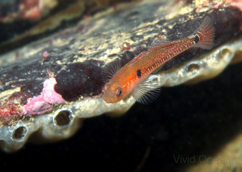 DW2501081clean.jpg - Two Spot Gobies are very tough to catch as they dart around in mid water - the kit lens and the 35mm both did well focussin on these but my lighting was poor and needed some scatter clean up :-(