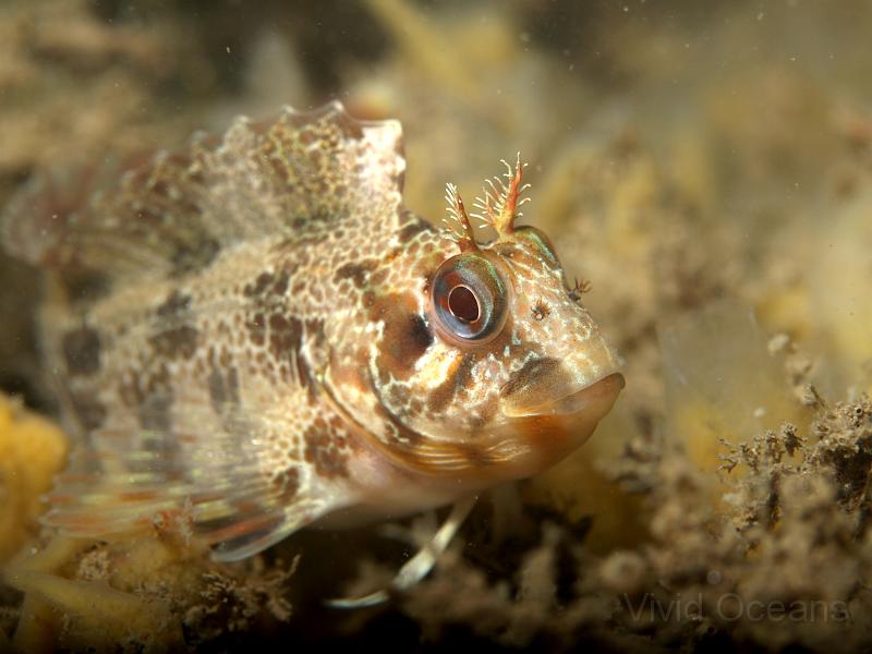 DW241451.jpg - No trip to the South West is complete without seeing a Tompot Blenny - Parablennius gattorugine