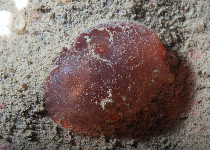 DW250021.jpg - This glutenus blob is a Red Sea Squirt  - Ascidia mentula - retracted after a bit of a scare