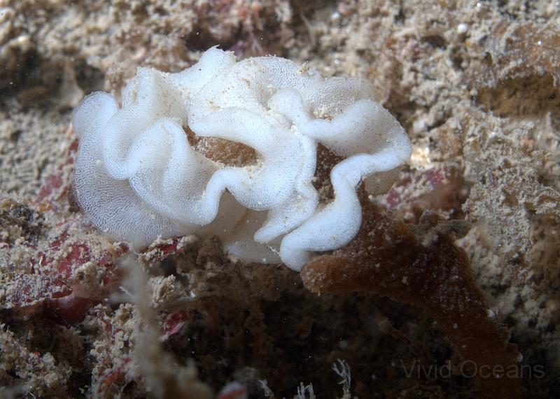 DW2500301.jpg - and lay these spirals of white eggs on the Finger bryozoans
