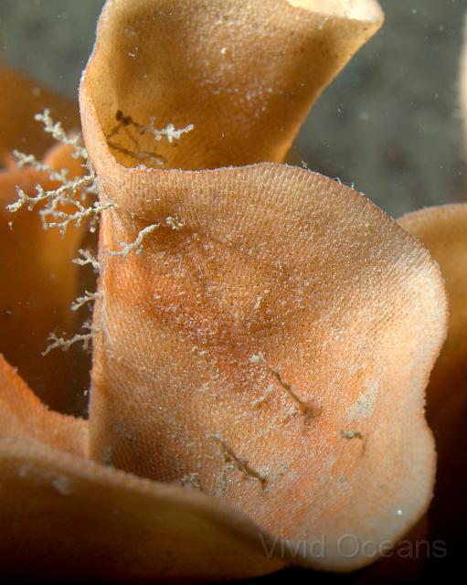 DW2500371.jpg - Even being a bryozoan doesn't mean others won't grow on you. Here Obelia geniculata grows on the crisp-like plates of a Pentapora foliacea