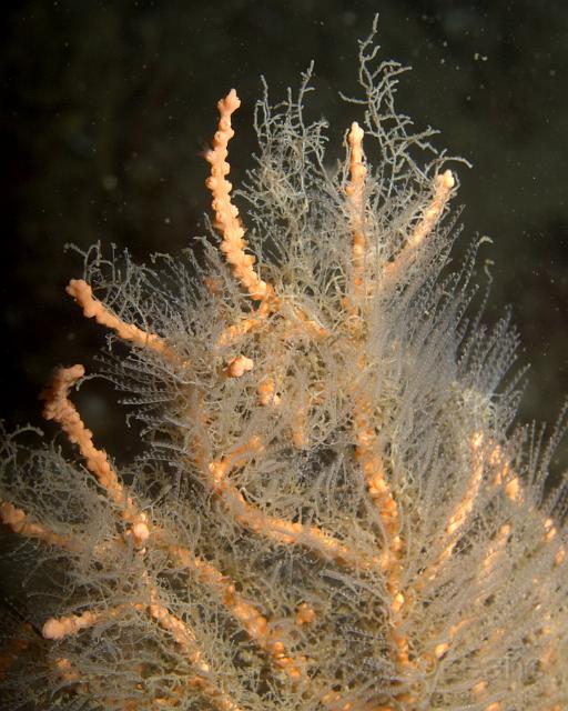 DW250046.jpg - Sometimes the covering is a uniform afro - although you can still see the coral