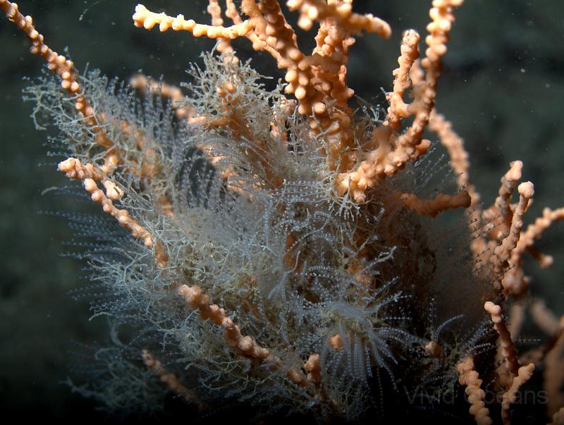 DW250048.jpg - Sometimes just a light covering of the bryozoan Obelia (probably geniculata)
