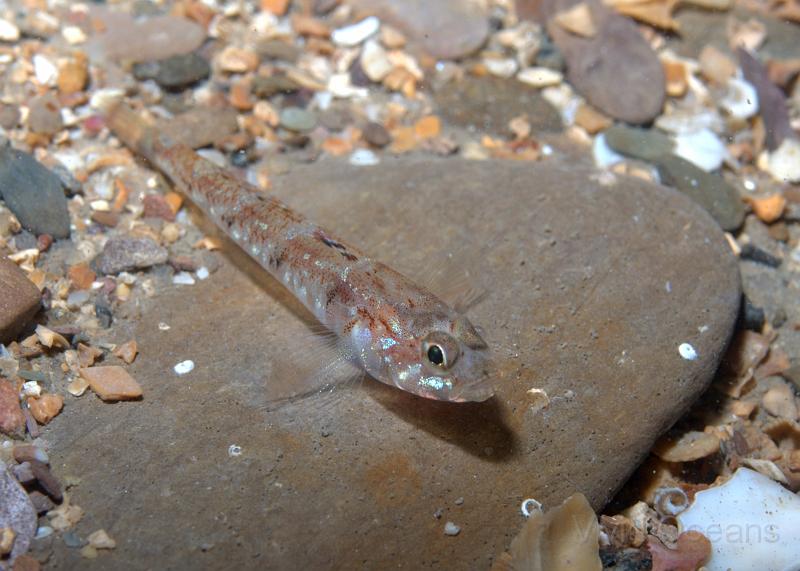 DW2501051.jpg - The Sand Gobies - Pomatoschistus minutus - in Devon seemed very jumpy