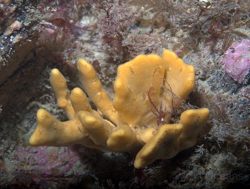 DW250125.jpg - Yellow Staghorn sponge - Axinella dissimilis can take this bowl form...