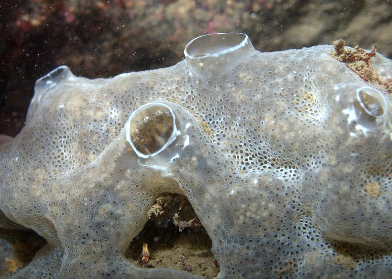 DW2501551.jpg - Although this looks like a sponge it's really (fingers crossed) a colonial ascidian (seaquirt) - Diplosoma spp. (probably spongiforme) - which makes it very slightly more interesting. According to the books you can see the individual zooids inside.