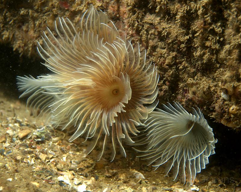 PB241509.jpg - There were lots of Double Spiral worms - Bispira volutacornis