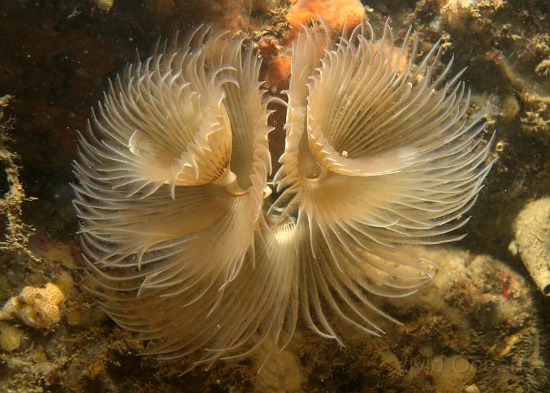 PB241517.jpg - They vary in colour and pattern, this one shows the corkscrew centre of their feeding fan unusually well