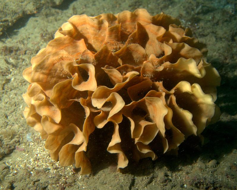 PB2516921.jpg - This used to be 'Ross coral' but its now more accurately known as a Potato Crisp bryozoan - Pentapora foliacea - as it never was a coral