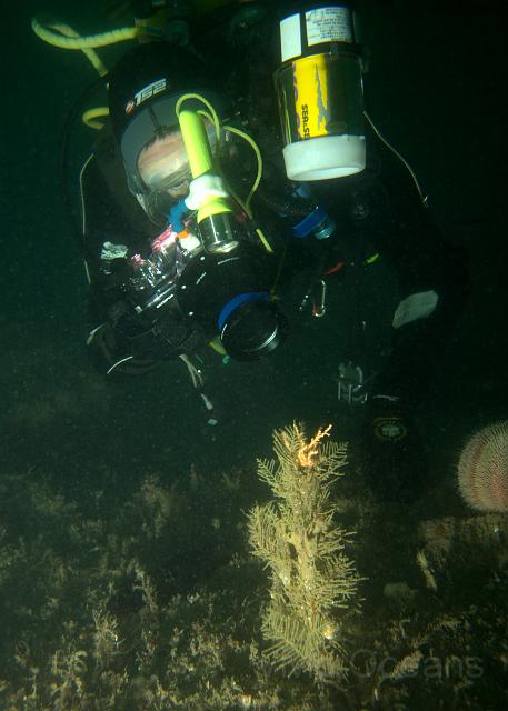 PB2517041.jpg - As well as being interesting in their own right they also provide accomodation for other animals - mainly bryozoans and hydroids