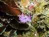 Nudibranch