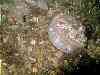 Grinning scallop with a twinkle in its eyes