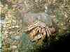 Non-reclusive hermit crab