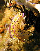   A Chromodoris Kunei, climbing a hydroid