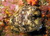 Slipper lobster
