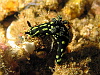 This one is very like those we saw in NZ, only smaller, a Nembrotha type