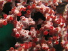 These seahorses were discovered accidently when a fan coral was taken to a lab for study and someone noticed it moving.