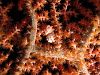 Raja Ampat is the 'Realm of the Pgymy Seahorse' - it doesn't make them bigger or easier to photograph
