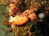 Probably a Chromodoris tinctoria