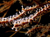 The delicate coral love the storming currents of Raja Ampat