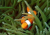 Clown fish are hard to catch whilst they're smiling.