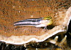 Bolshy blenny