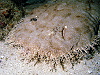 Whiskery wobbegong