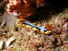 Chikoko's nudibranch
