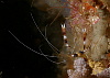 Cleaner shrimp