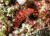Furtive Hawkfish