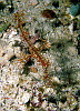 An ornate ghost pipefish - Katja's find