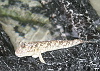 A mudskipper in the mangroves of Wayag