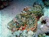 Scorpion fish