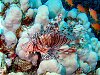 Lazy lion fish