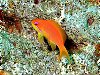 Lone lady anthias
