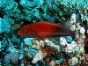 Dark Hawkfish